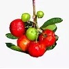 Barbados Cherry fruit