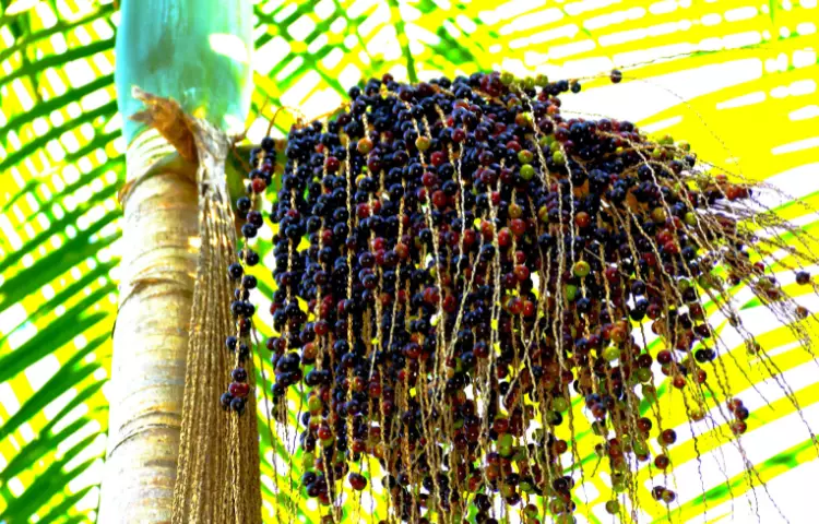 Açaí Berry Fruit
