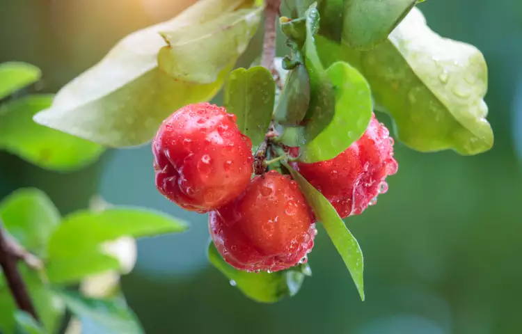 Acerola Cherry Fruit