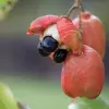 Ackee fruit