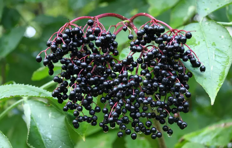 American Black Elderberry Fruit