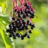 American Black Elderberry Fruit