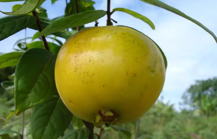 Araca-Boi Fruit