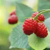 Atherton Raspberry Fruit