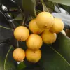 Ausubo Fruit