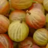 Barbados Gooseberry Fruit