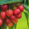 Bing Cherry Fruit