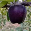 Black Apple