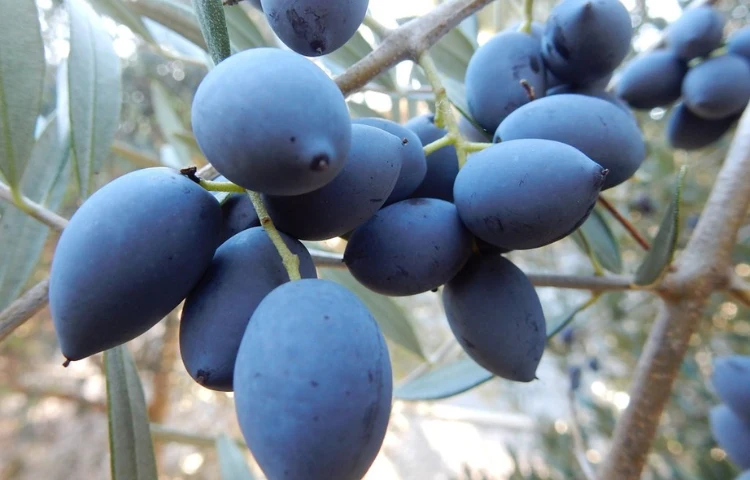 Blue Olives