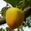 Date plum Fruit