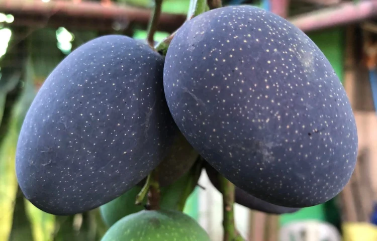 Kastooree Mango (Blue Mango)