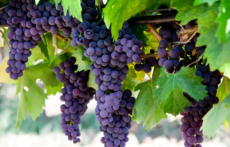 Ribier Grapes