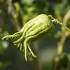 Green Buddha's Hand