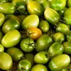 Green Grape Tomato