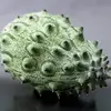 Green Horned Melon