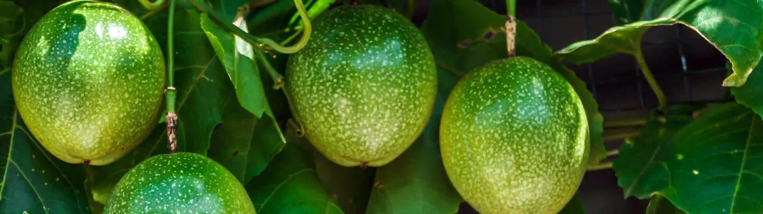 Green-Passion-Fruit