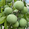 Green Sapodilla