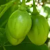 Green Tamarillo