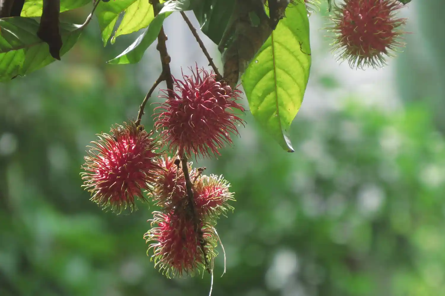 Monsoon Fruits