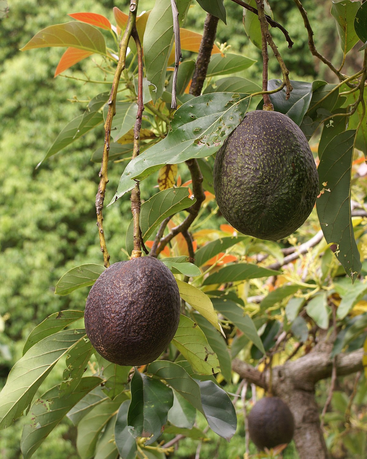 Avocado Fruit Types History Nutrition Health Benefits Cultivation