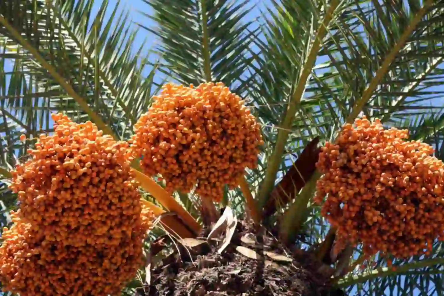 date palm trees