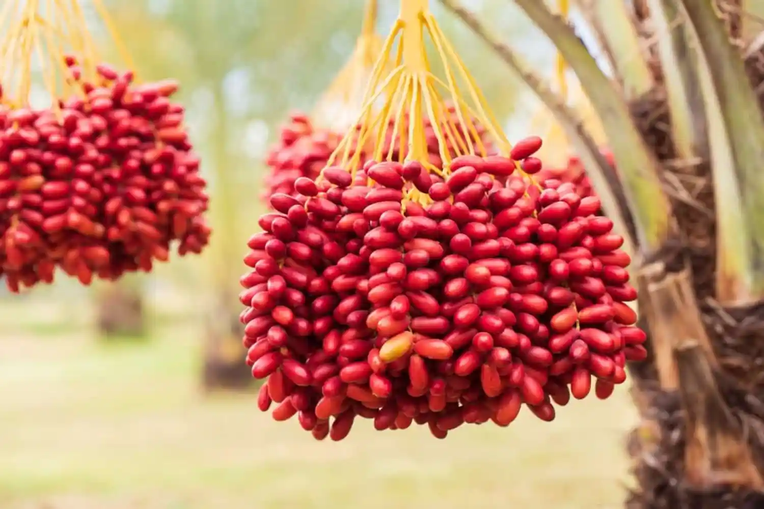 date palm trees