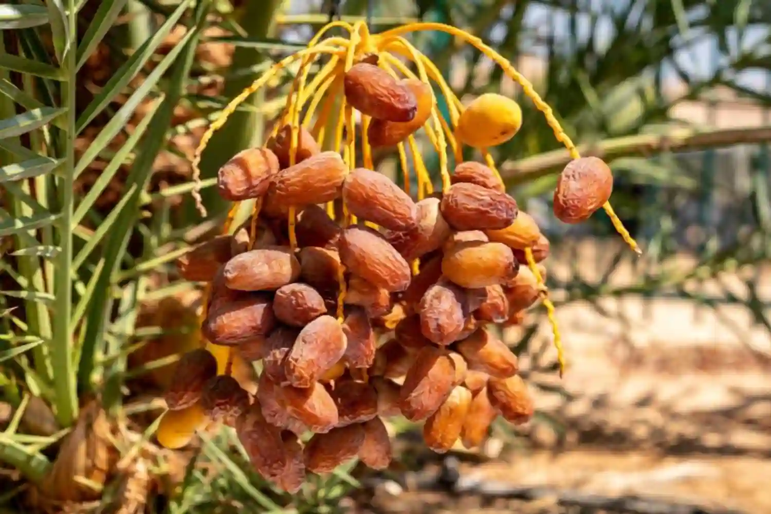 date palm trees