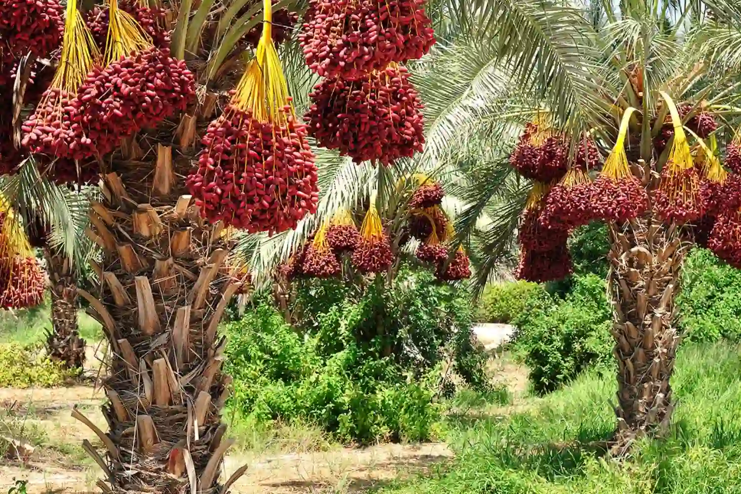 date palm trees