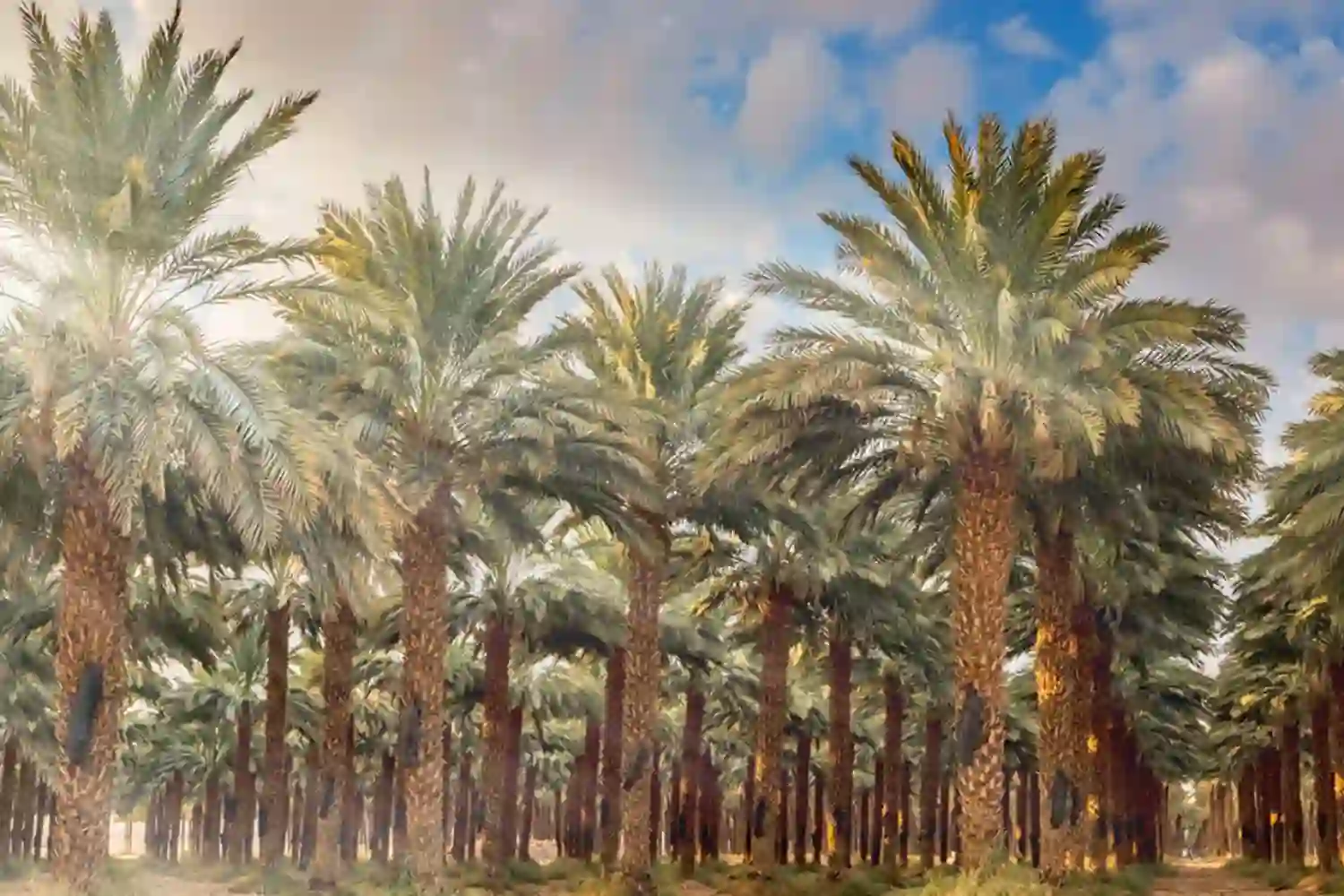 many date palm trees