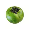 Black Sapote