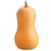 Butternut Squash