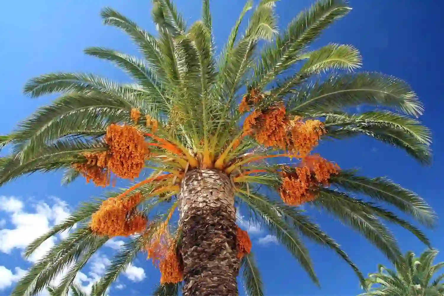 date palm trees