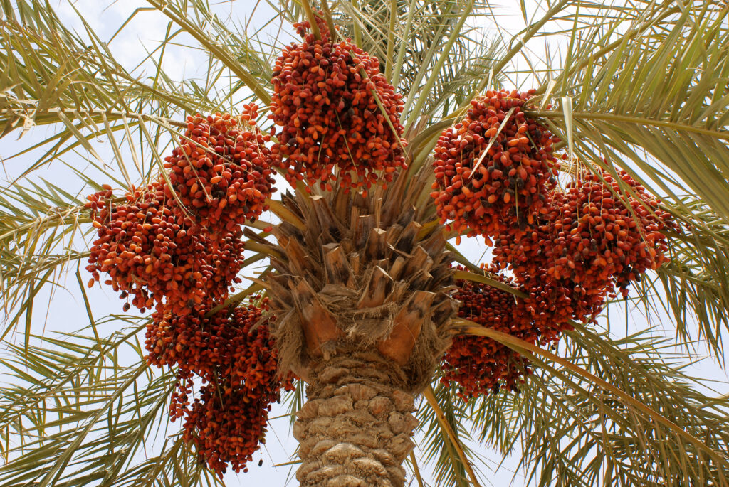 Date Fruit: Types, History, Nutrition, Health Benefits, Cultivation