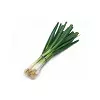 Leek