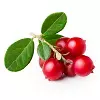 Lingonberry