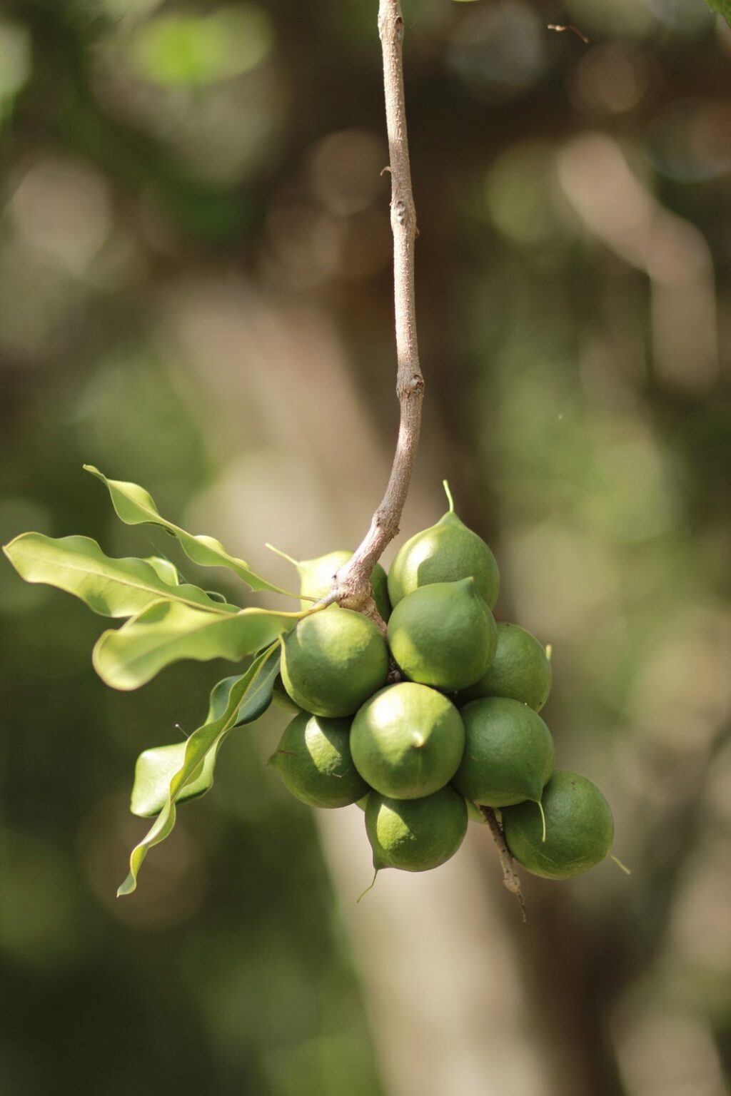 Macadamia Nut Fruit: Types, History, Nutrition, Health Benefits 