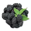 Marionberry