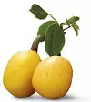 Marula