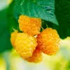 Yellow Raspberry