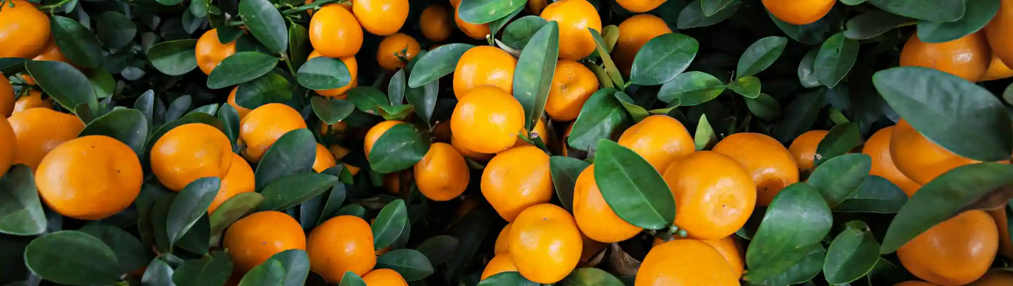 Mandarin