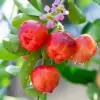 Acerola Cherry Fruit