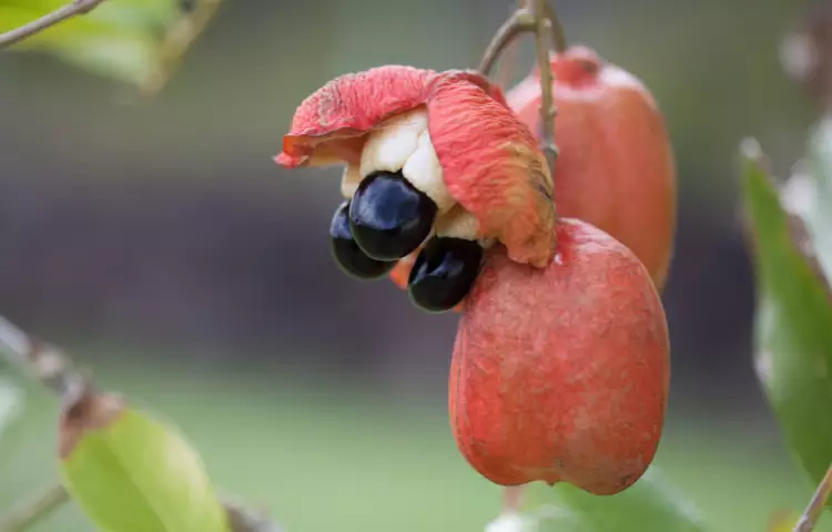 Ackee Fruit