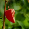 Alkekengi Fruit