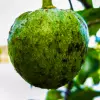 Alligator Apple Fruit