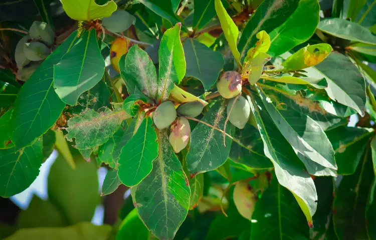 Almond Fruit