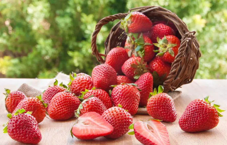 Alpine Strawberry Fruit