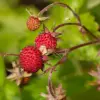 Alpine Strawberry Fruit