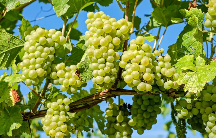 Amazon Grape Fruit