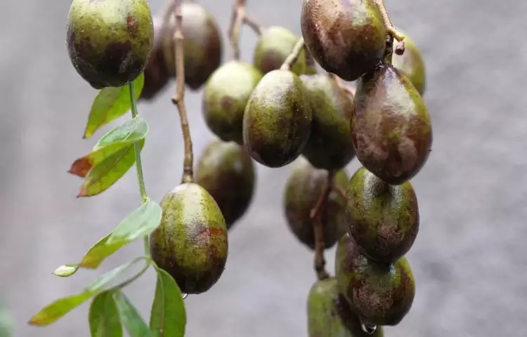 Ambarella Fruit