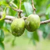 Ambarella Fruit